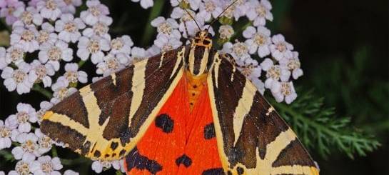 "Spanische Flagge" ist Schmetterling des Jahres