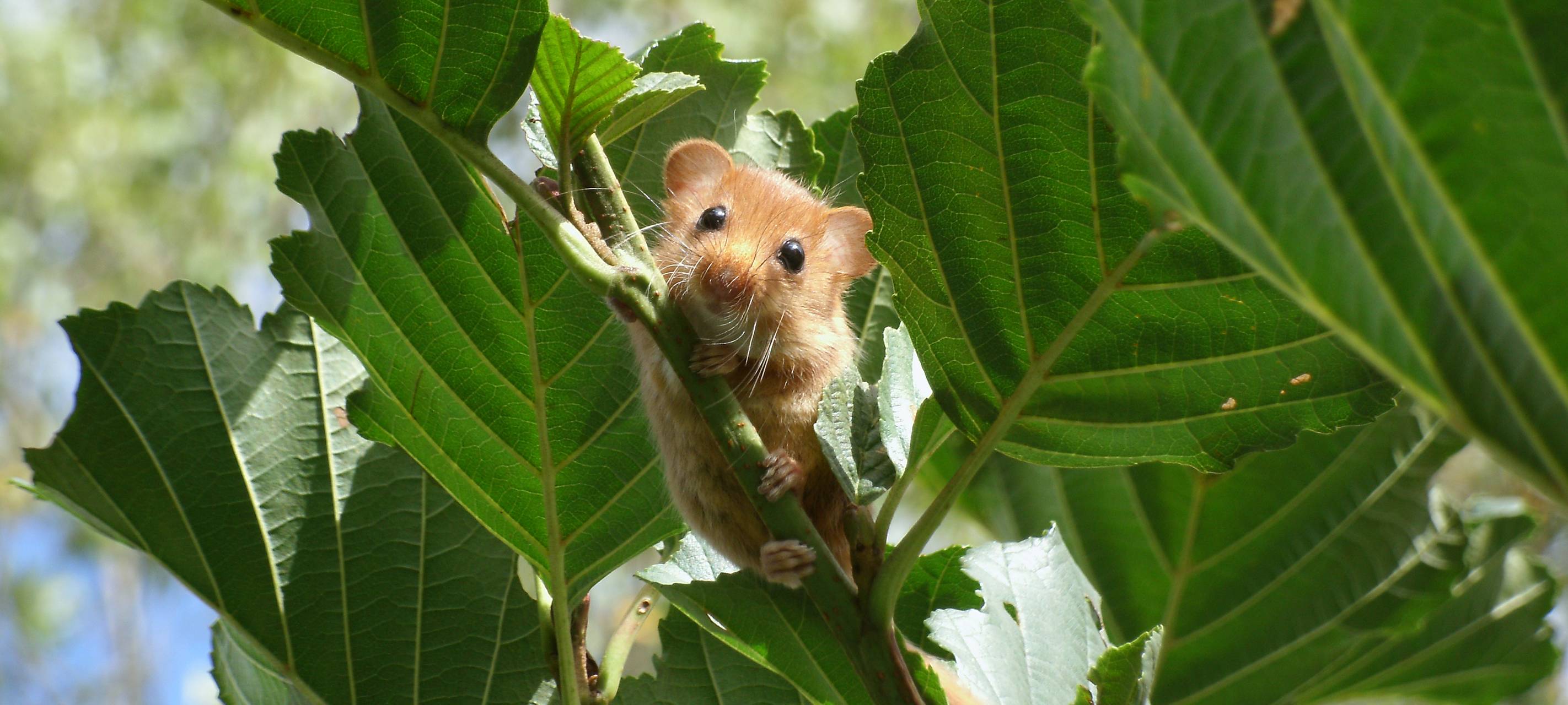 Der Haselmaus auf der Spur