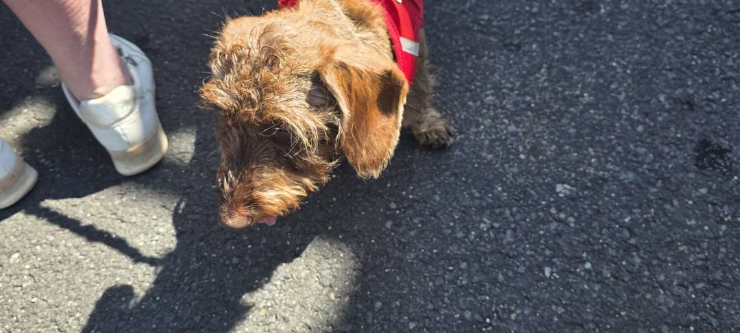 Hund im Auto gefangen