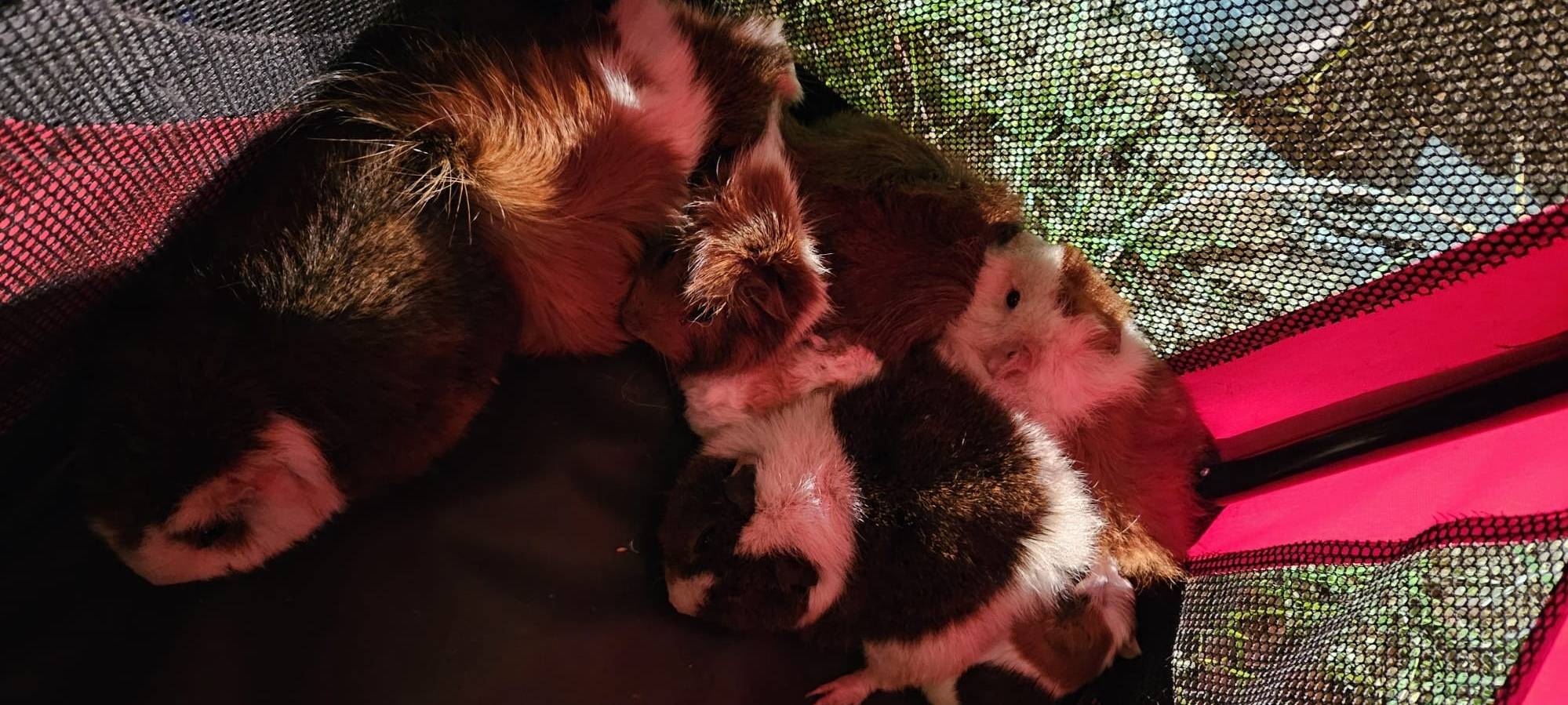 Feuerwehr rettet ausgesetzte Meerschweinchen in Hürtgenwald