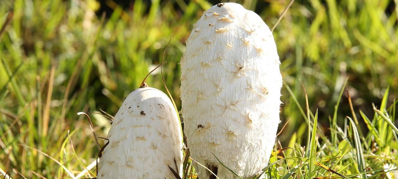 Pilze sprießen im Nationalpark Eifel – Sammeln verboten