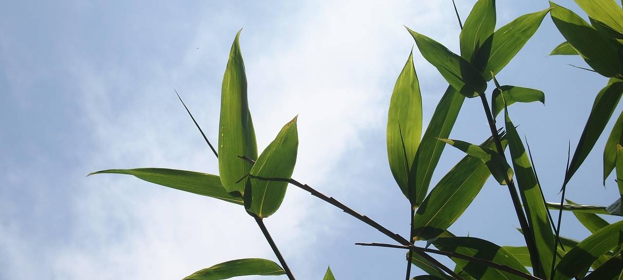 Rurtalgymnasium: Kampf gegen wuchernden Bambus