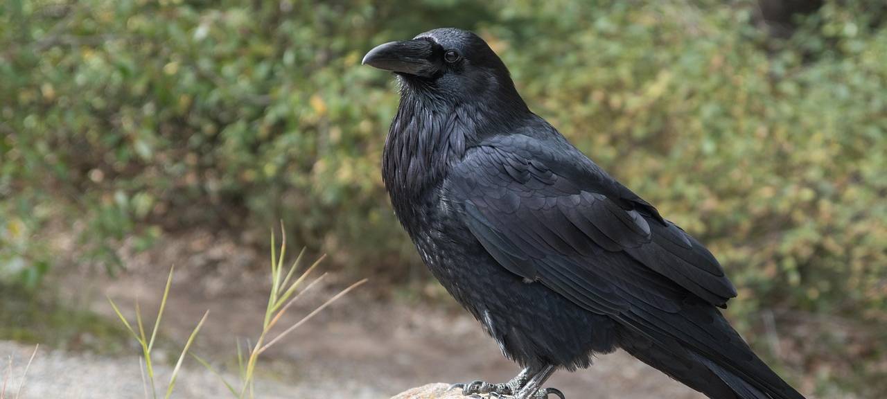 Krähen sorgen für Ärger in Düren