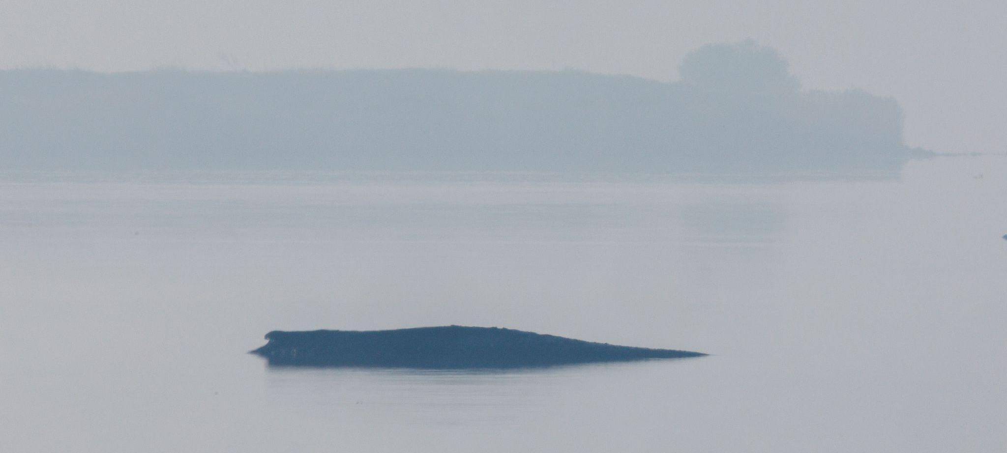 Rettungsaktion für den Buckelwal