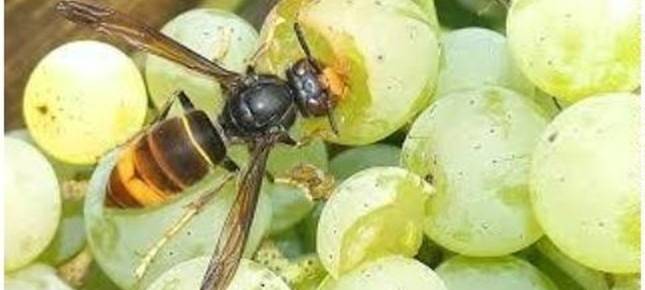 Asiatische Hornisse breitet sich im Kreis weiter aus