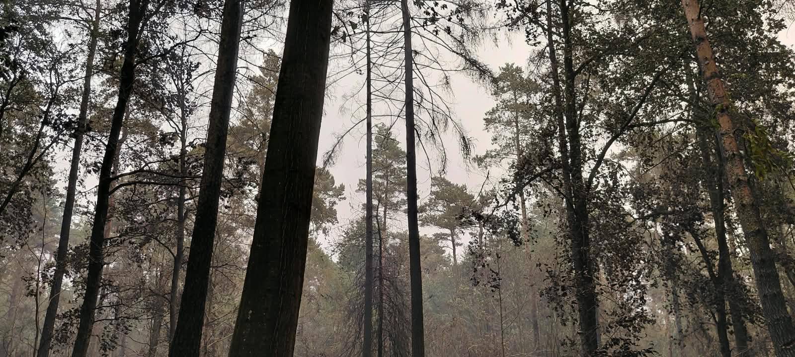 Waldbrand im Hürtgenwald: Lage weiter entspannt