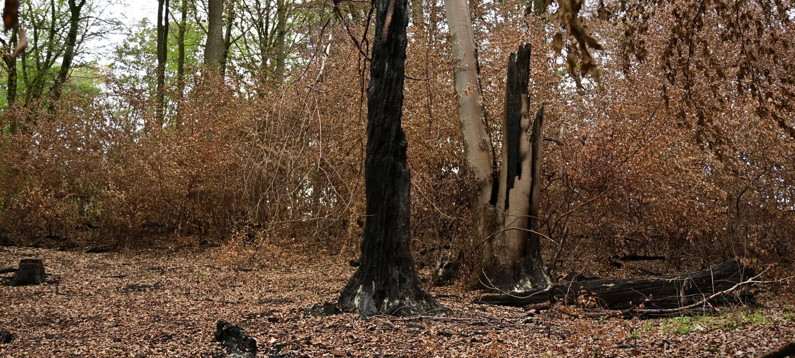 Arbeiten im Hürtgenwald nach Waldbrand