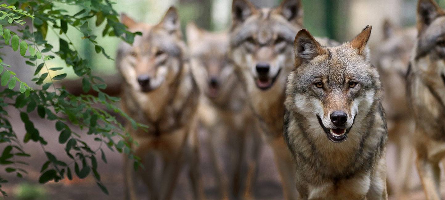 Bisher nur ein Wolf in der Eifel - neues Verdachtsgebiet
