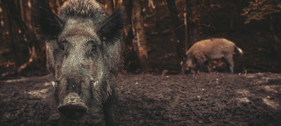 Land warnt vor Ausbreitung der Afrikanischen Schweinepest