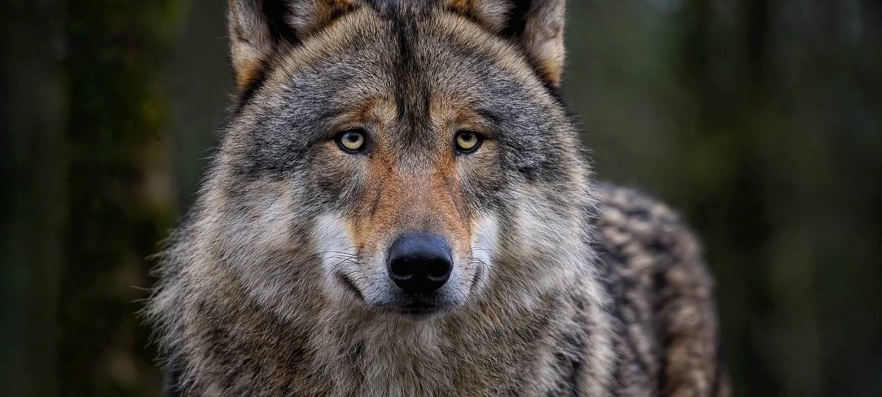 Veränderung im Jagdgesetz soll Weidetiere besser schützen