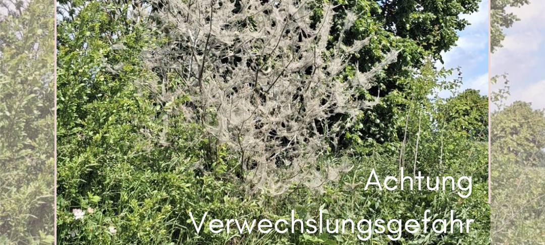 Verwechslungsgefahr beim Eichenprozessionsspinner